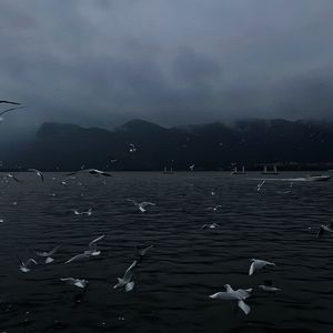 欧美日本在线播放
